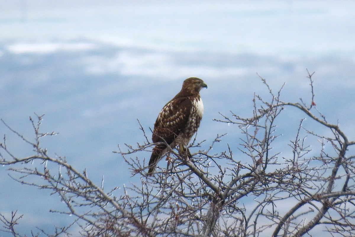 アカオノスリ - ML646390562