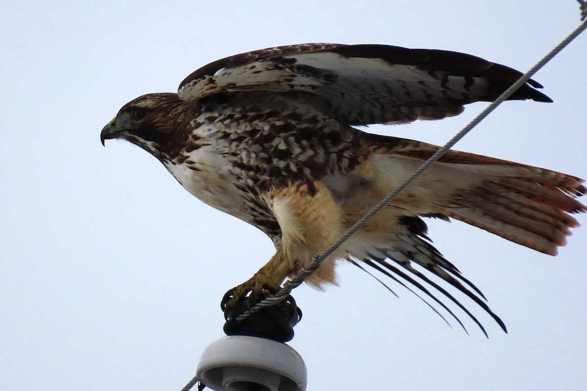 Red-tailed Hawk - ML646390563