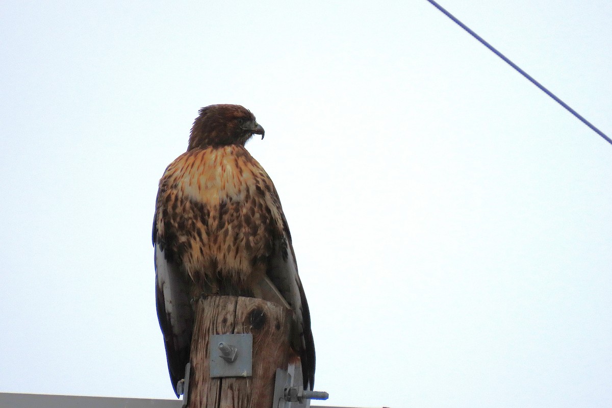 Red-tailed Hawk - ML646390564
