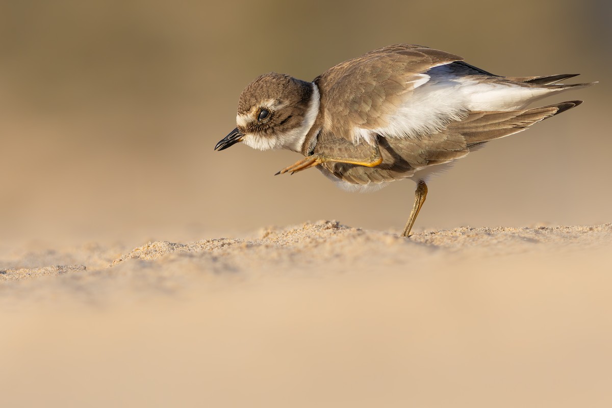 Common Ringed Plover - ML646390565