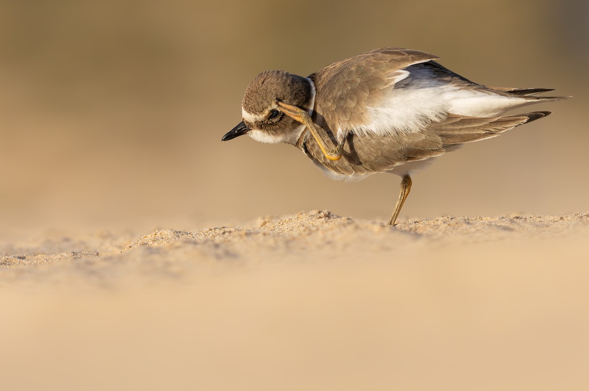 Common Ringed Plover - ML646390566