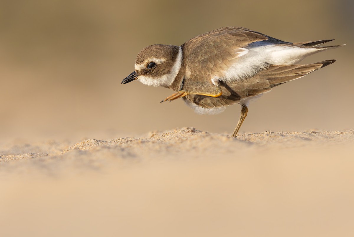 Common Ringed Plover - ML646390567