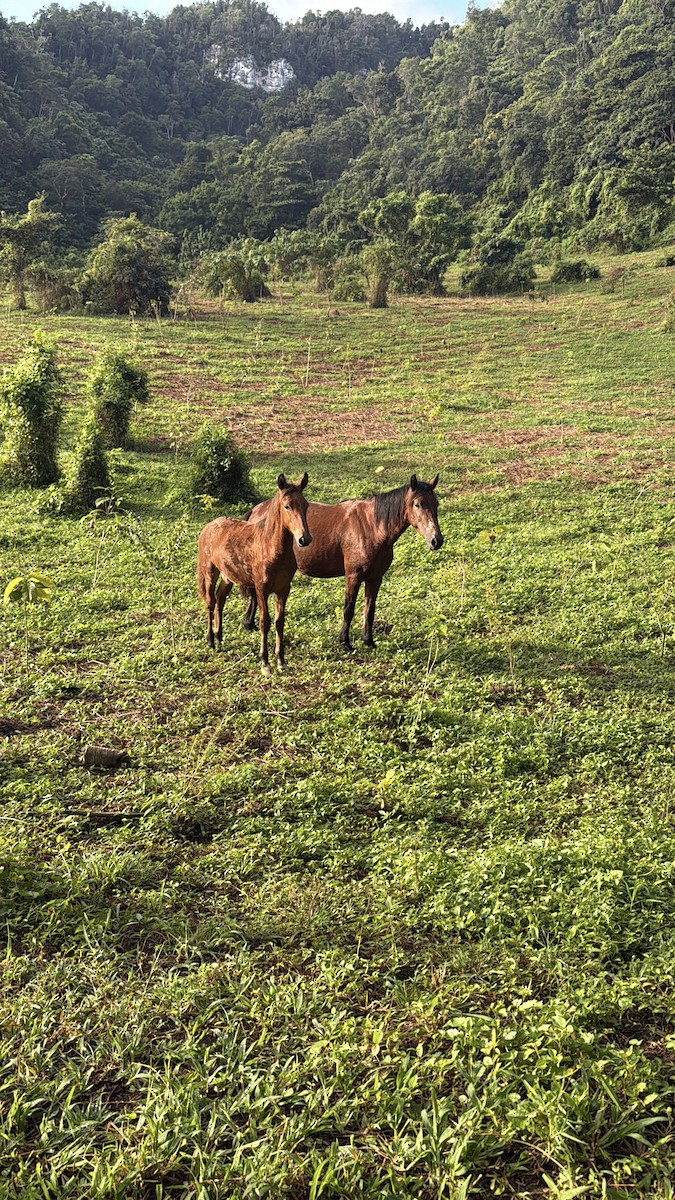 Animals - ML646390568