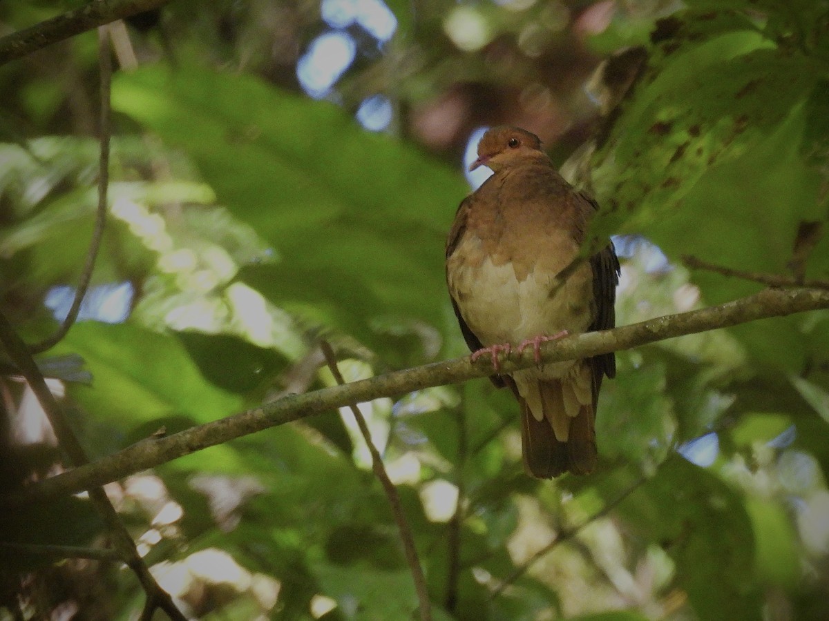 Ruddy Quail-Dove - ML646390575