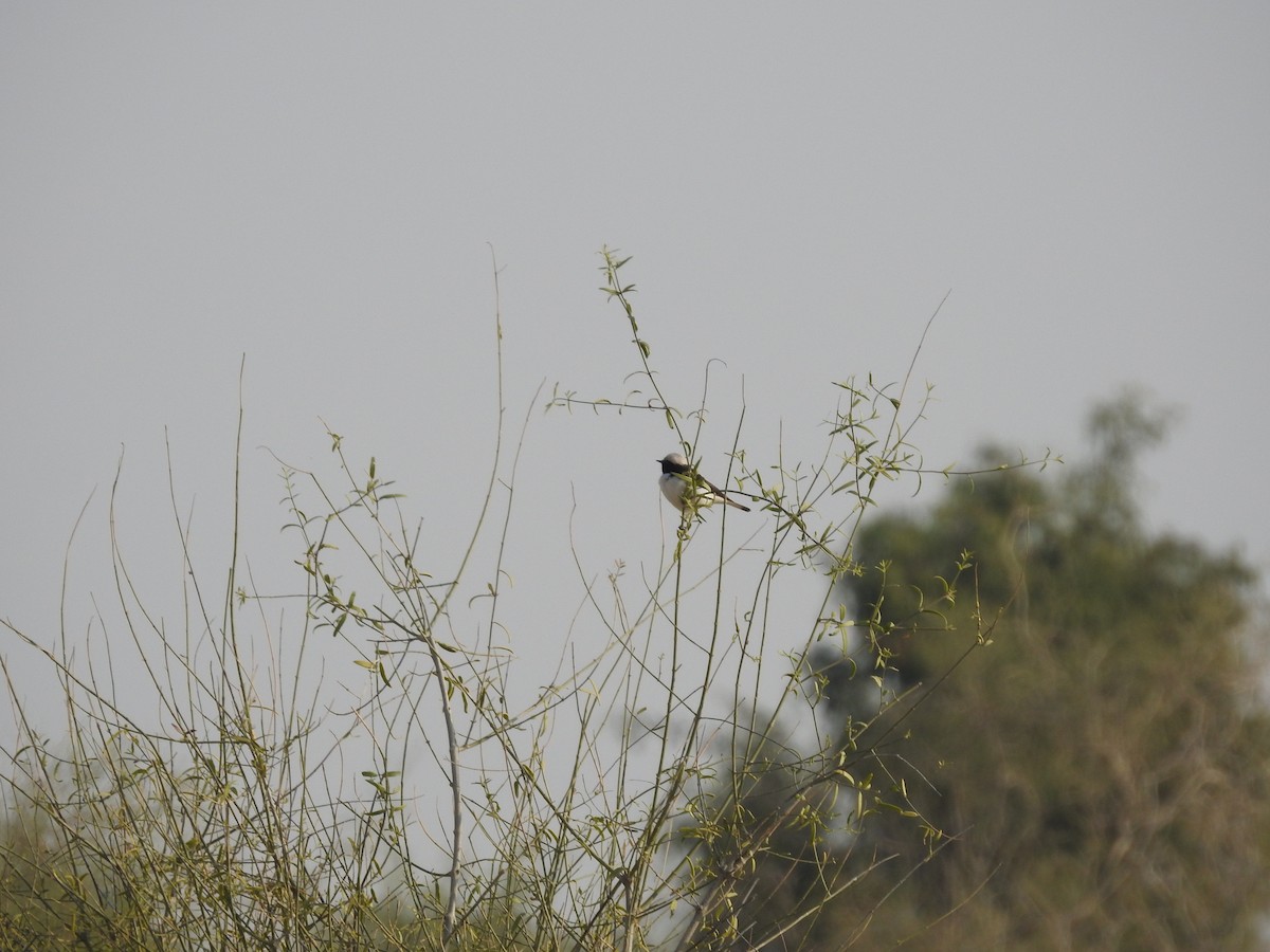 Variable Wheatear (Gould's) - ML646390578