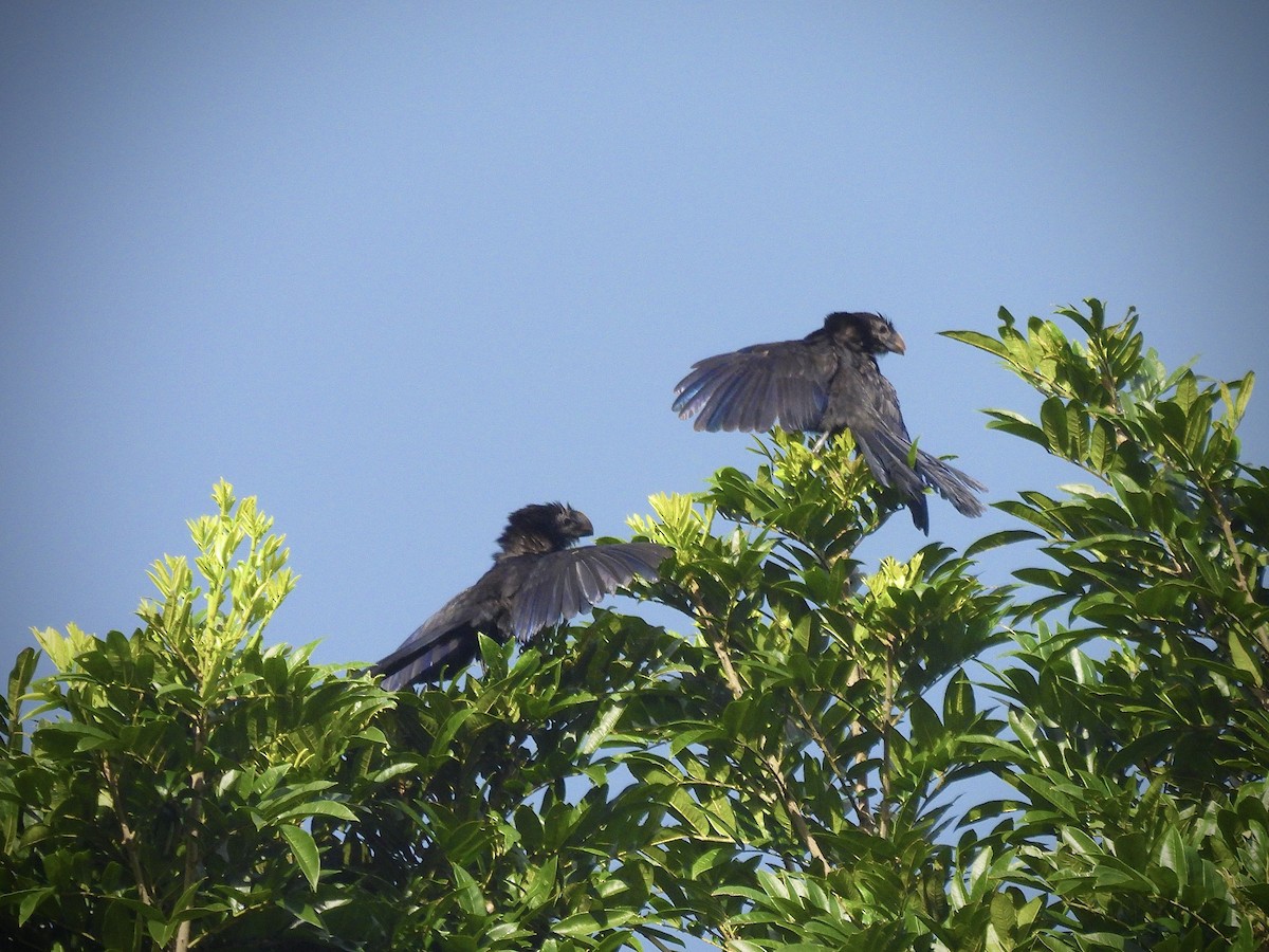 Smooth-billed Ani - ML646390579