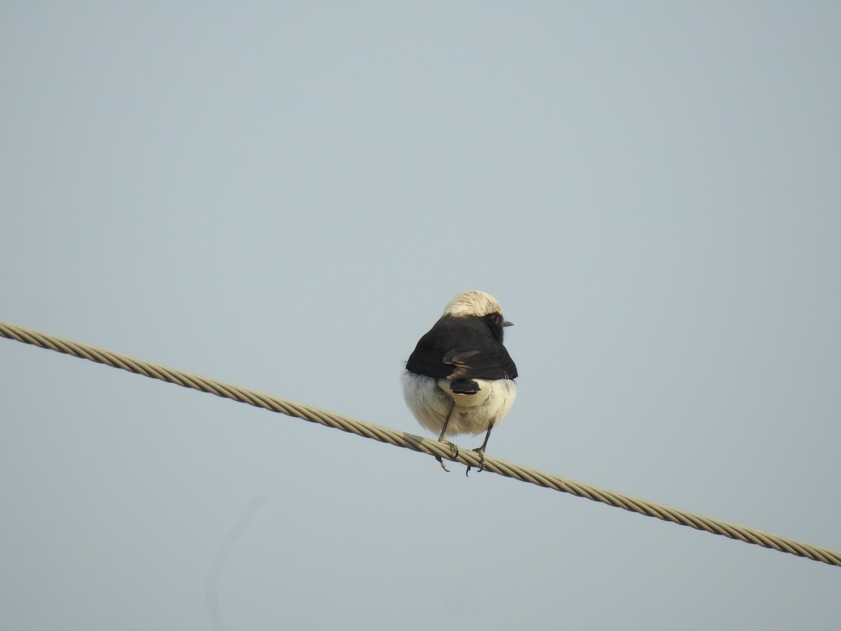 Variable Wheatear (Gould's) - ML646390580