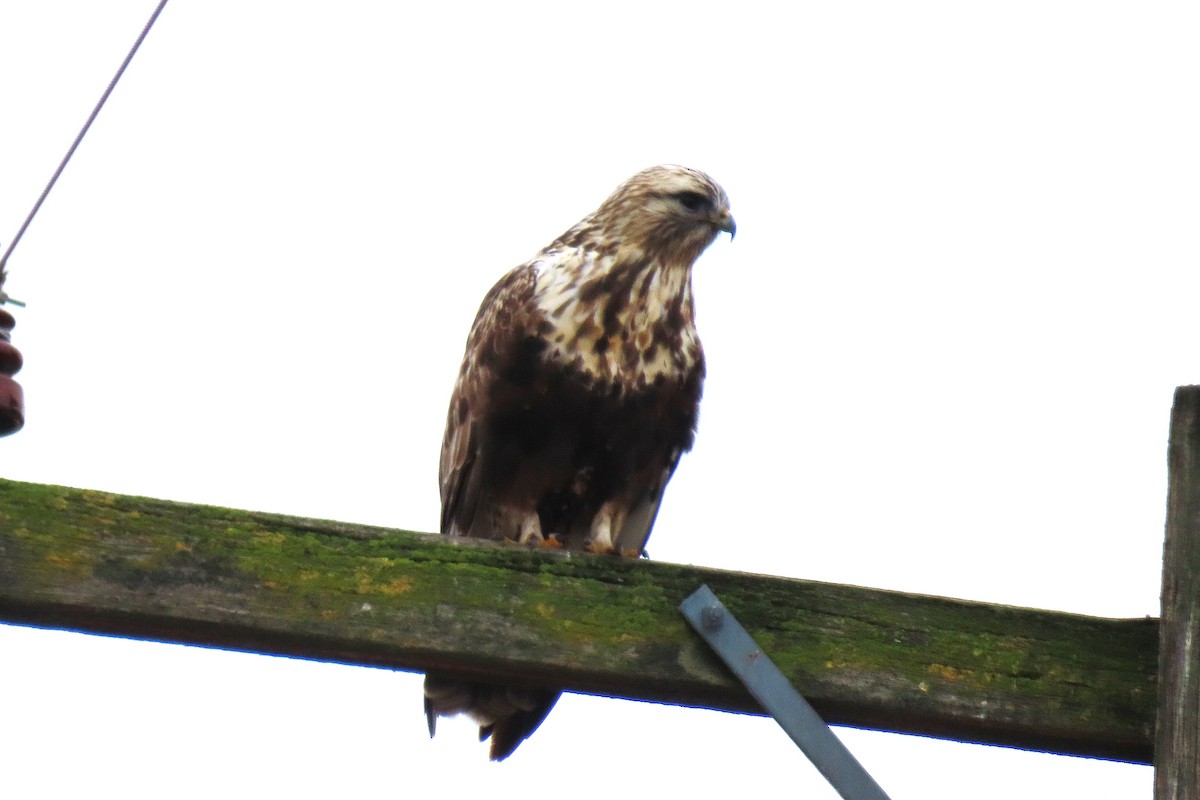 Rough-legged Hawk - ML646390581