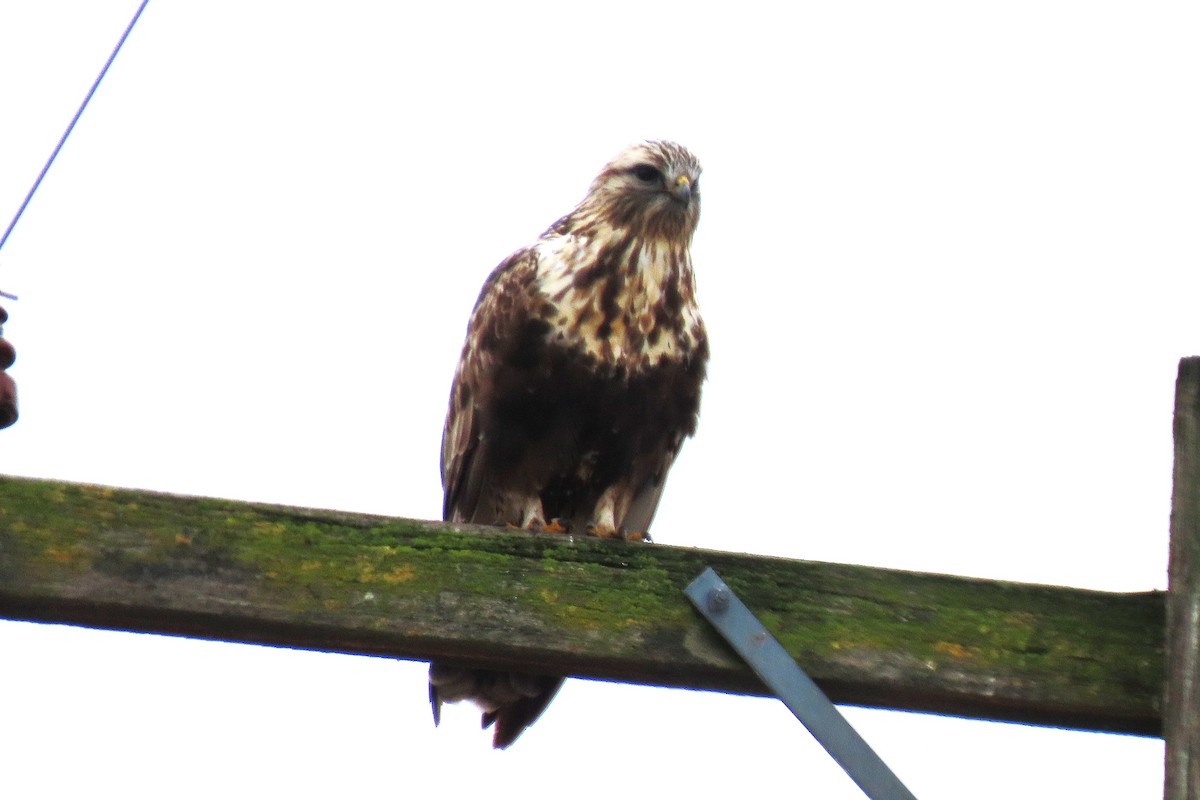 Rough-legged Hawk - ML646390582