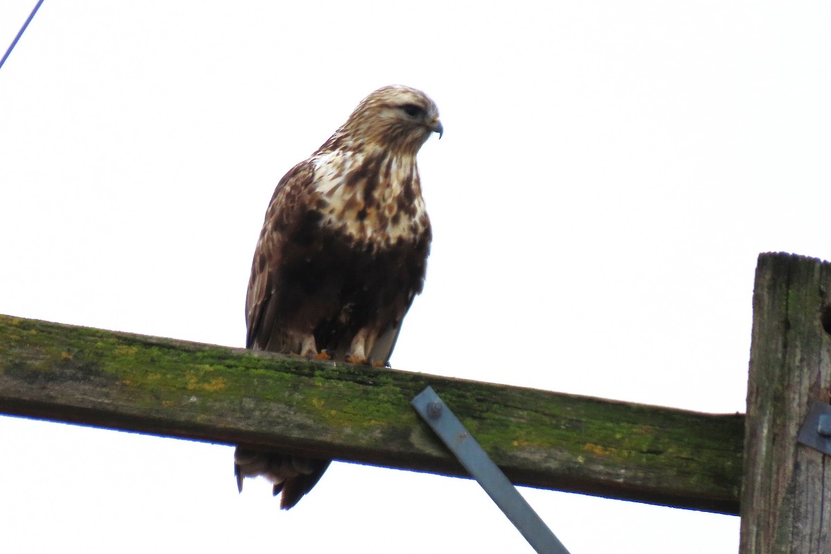 Rough-legged Hawk - ML646390583