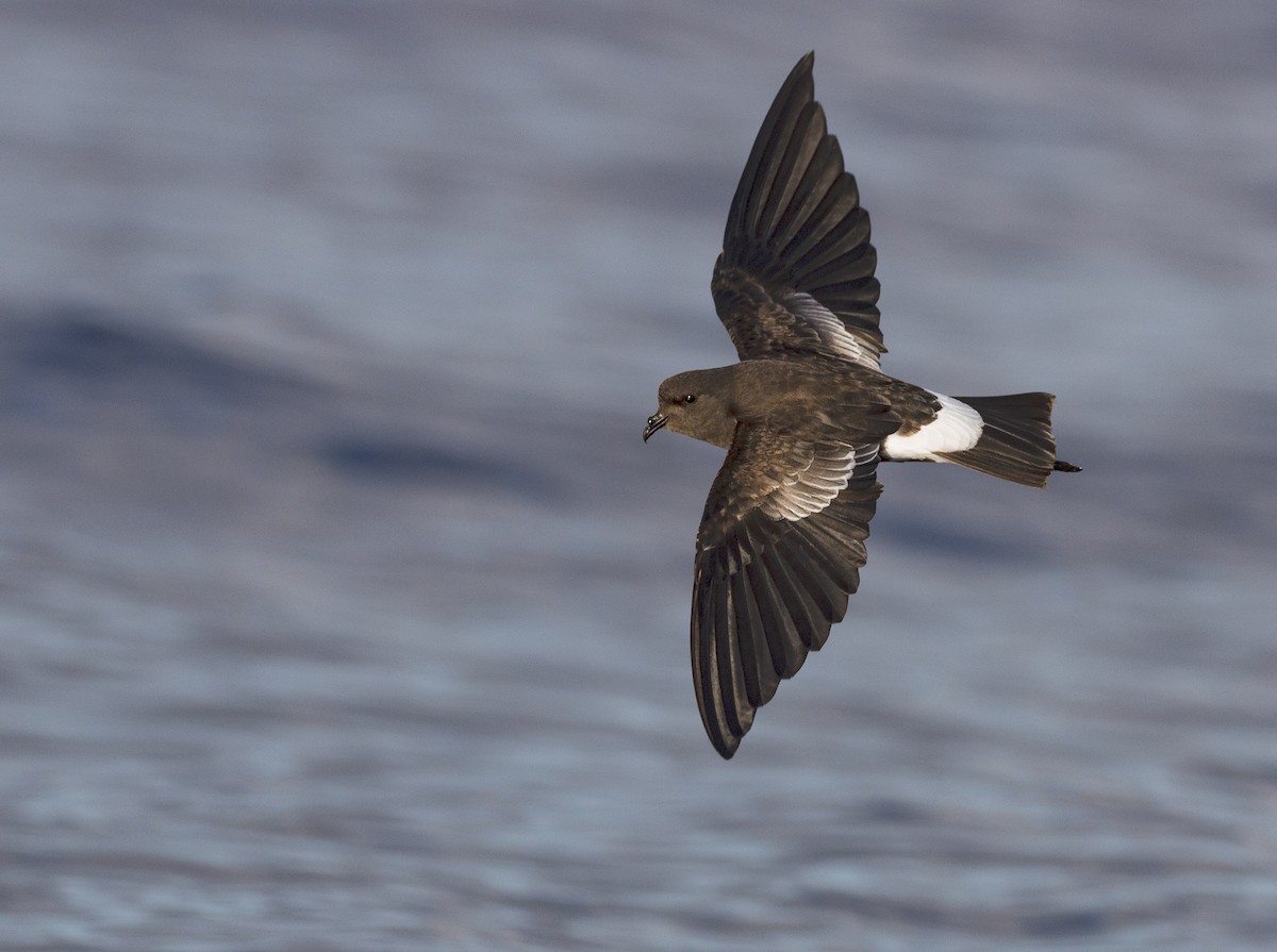 Wilson's Storm-Petrel - ML646390584