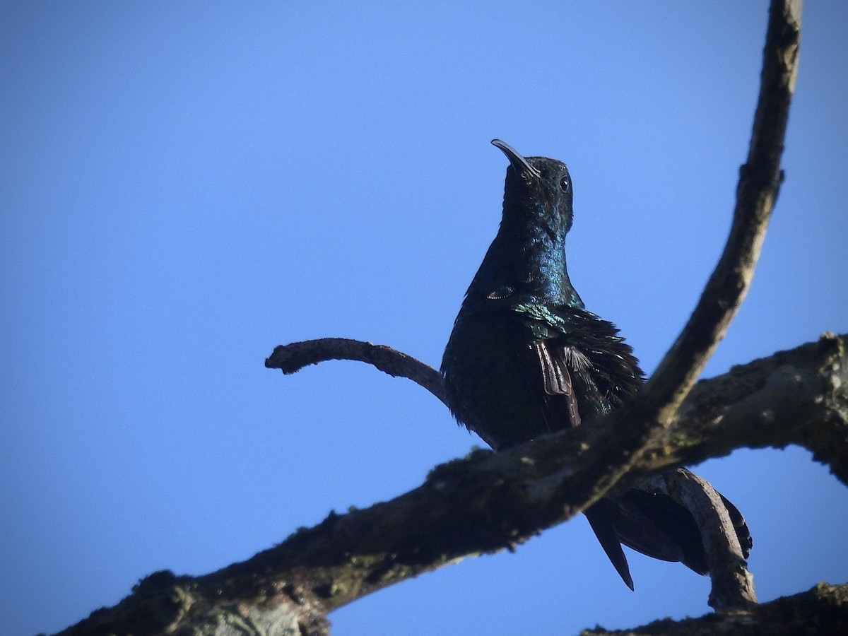 Green Mango - ML646390586