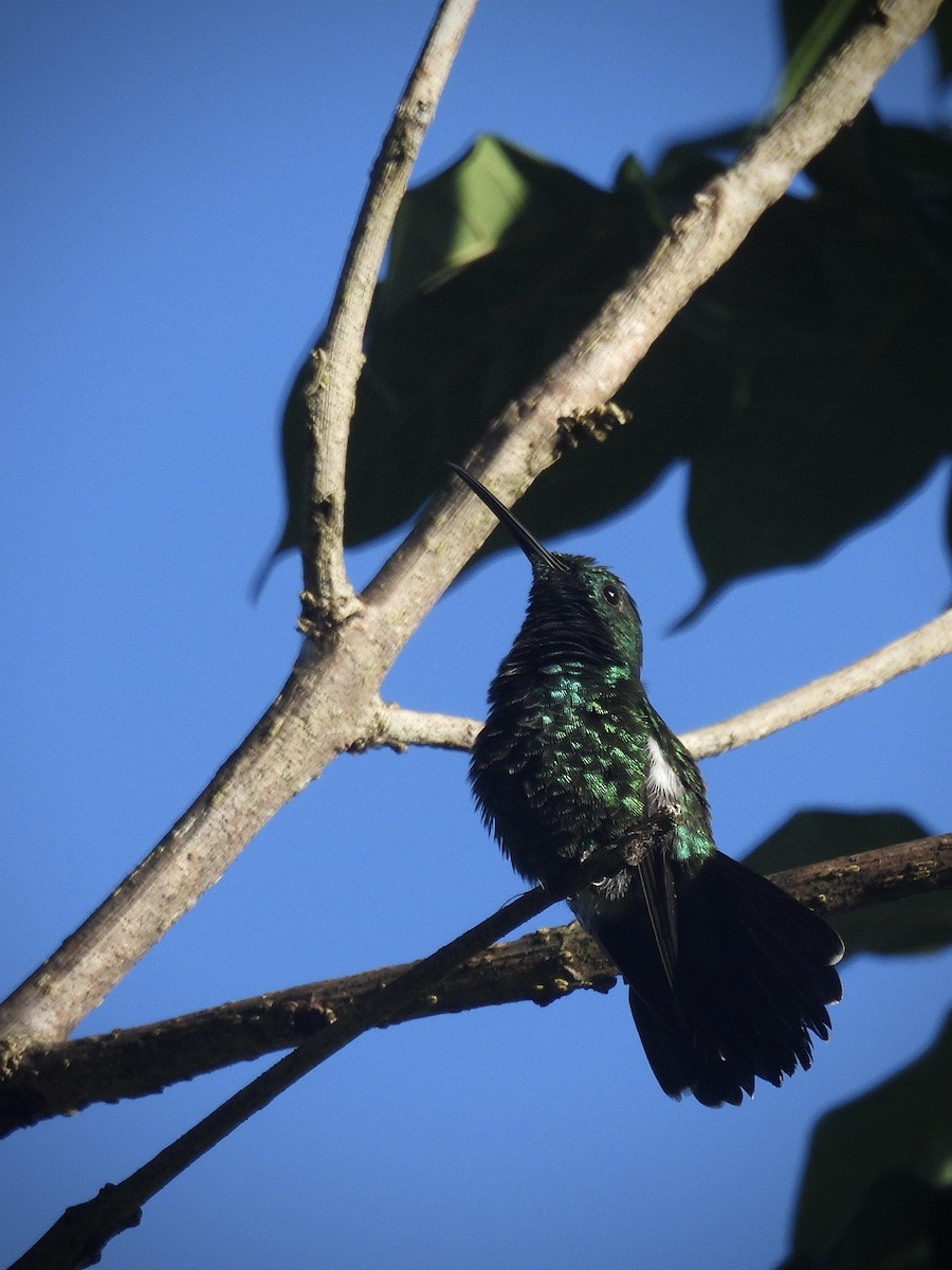 Green Mango - ML646390587