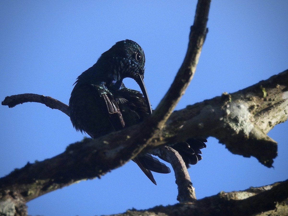 Green Mango - ML646390588