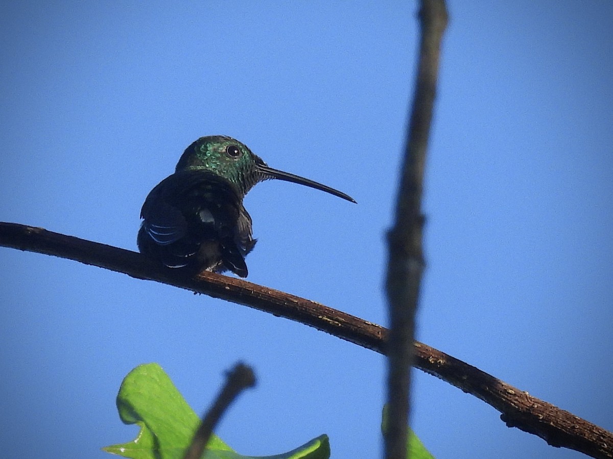 Green Mango - ML646390589