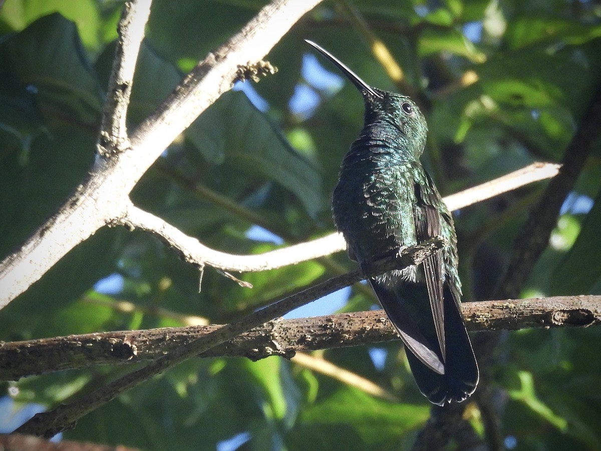 Green Mango - ML646390590