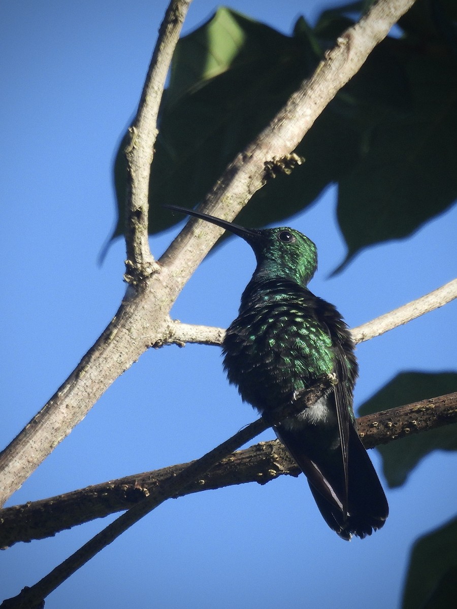 Green Mango - ML646390591