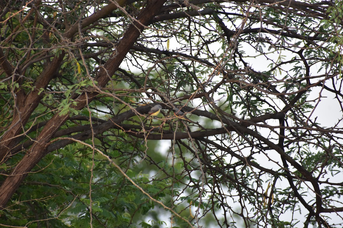 Small Minivet - ML646390592