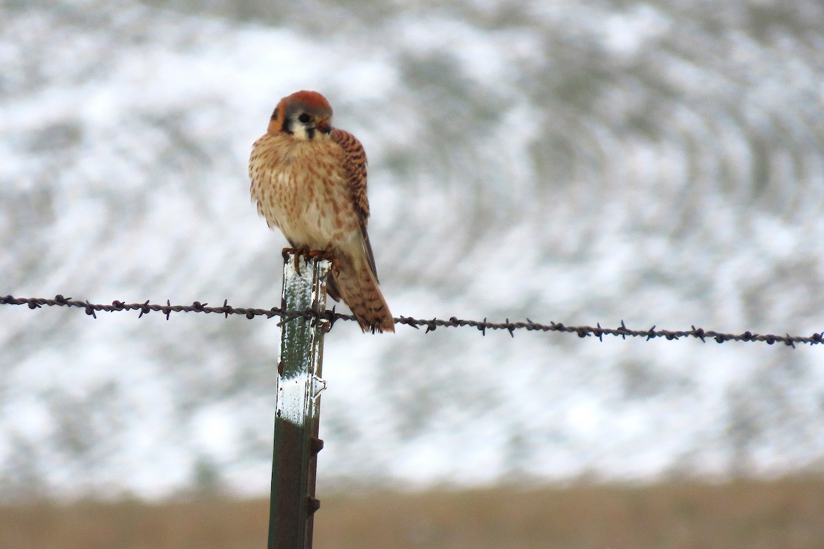 American Kestrel - ML646390593