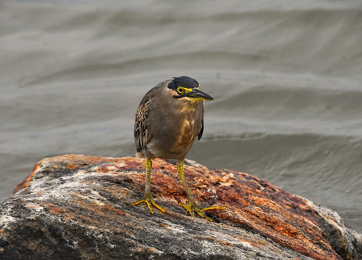 Little Heron - ML646390598