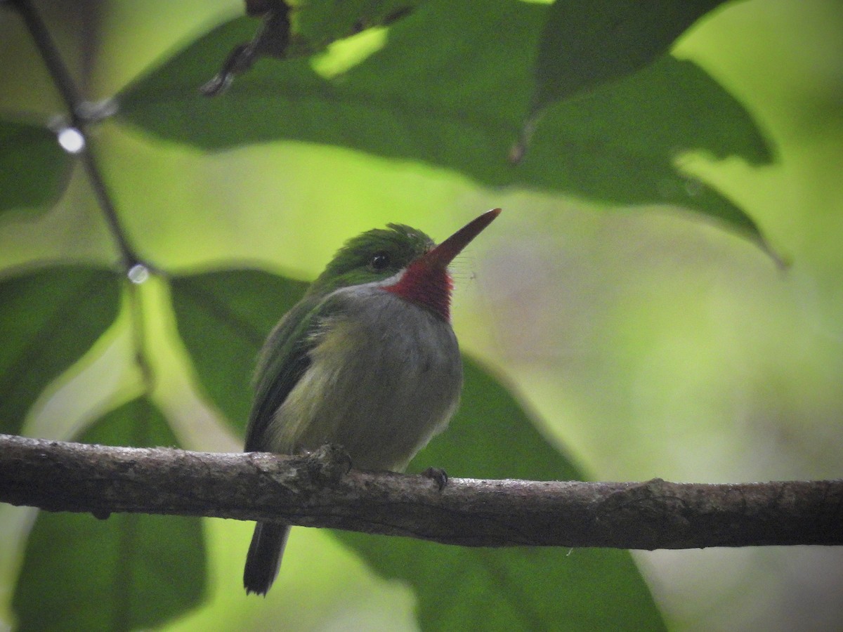 Puerto Rican Tody - ML646390604