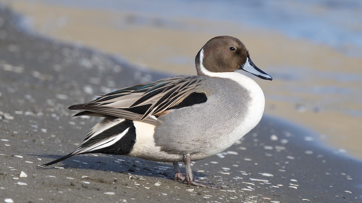 Northern Pintail - ML646390605