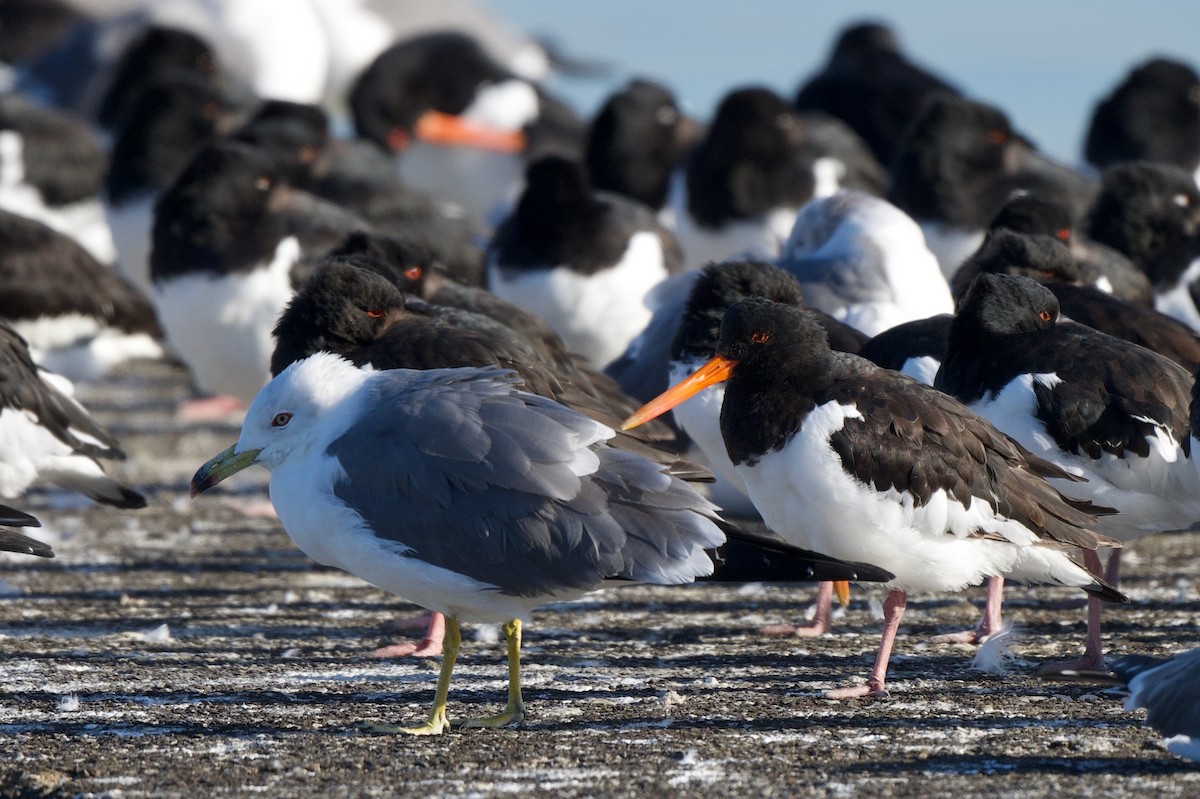 Eurasian Oystercatcher - ML646390606