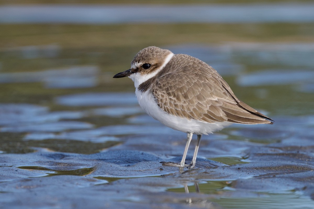 Kentish Plover - ML646390609