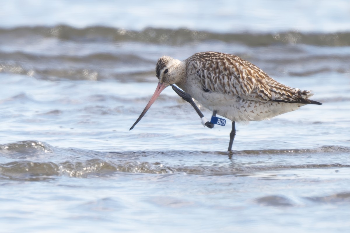 Хурган цууцал - ML646390610