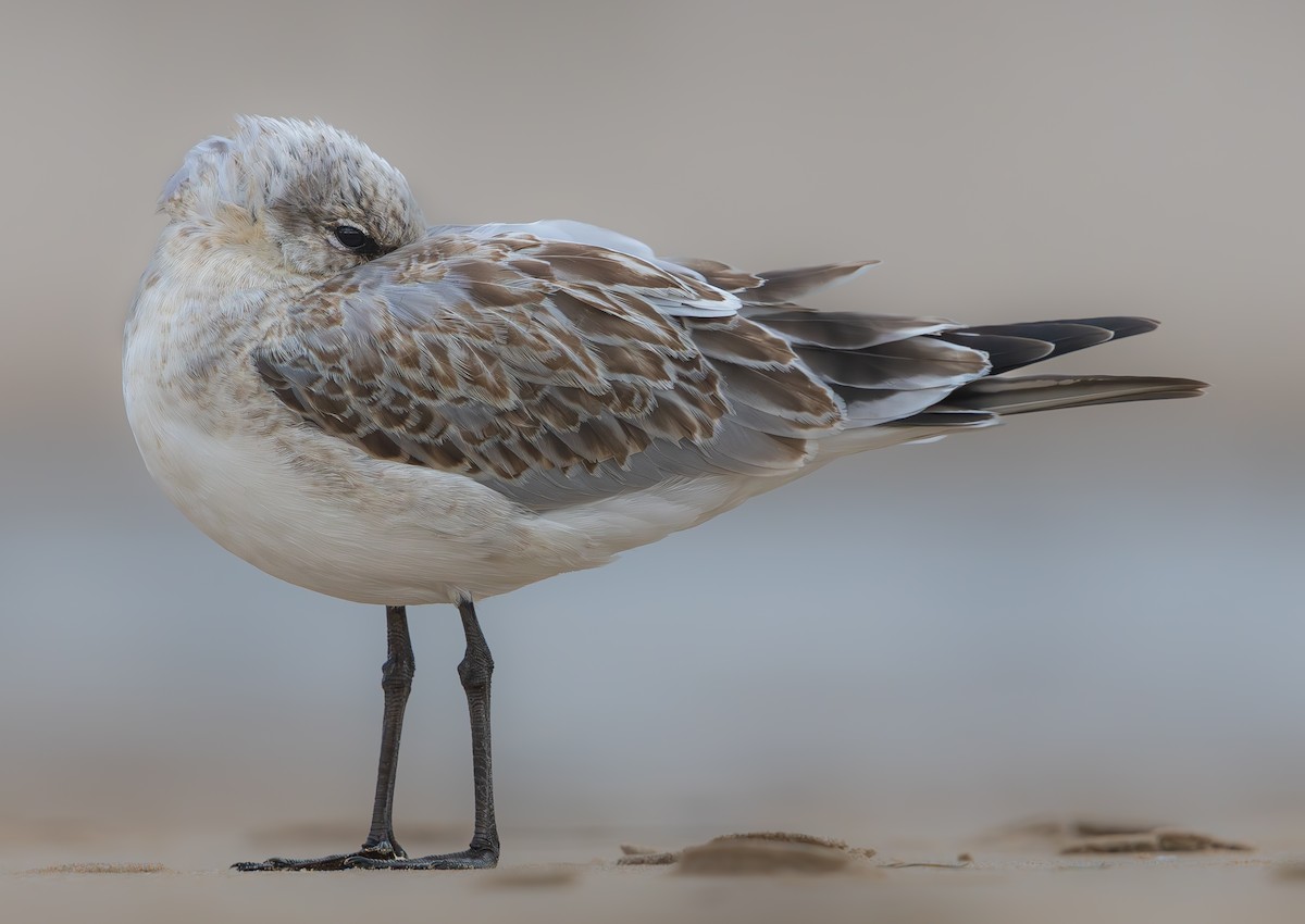 Black-headed/Mediterranean Gull - ML646390611