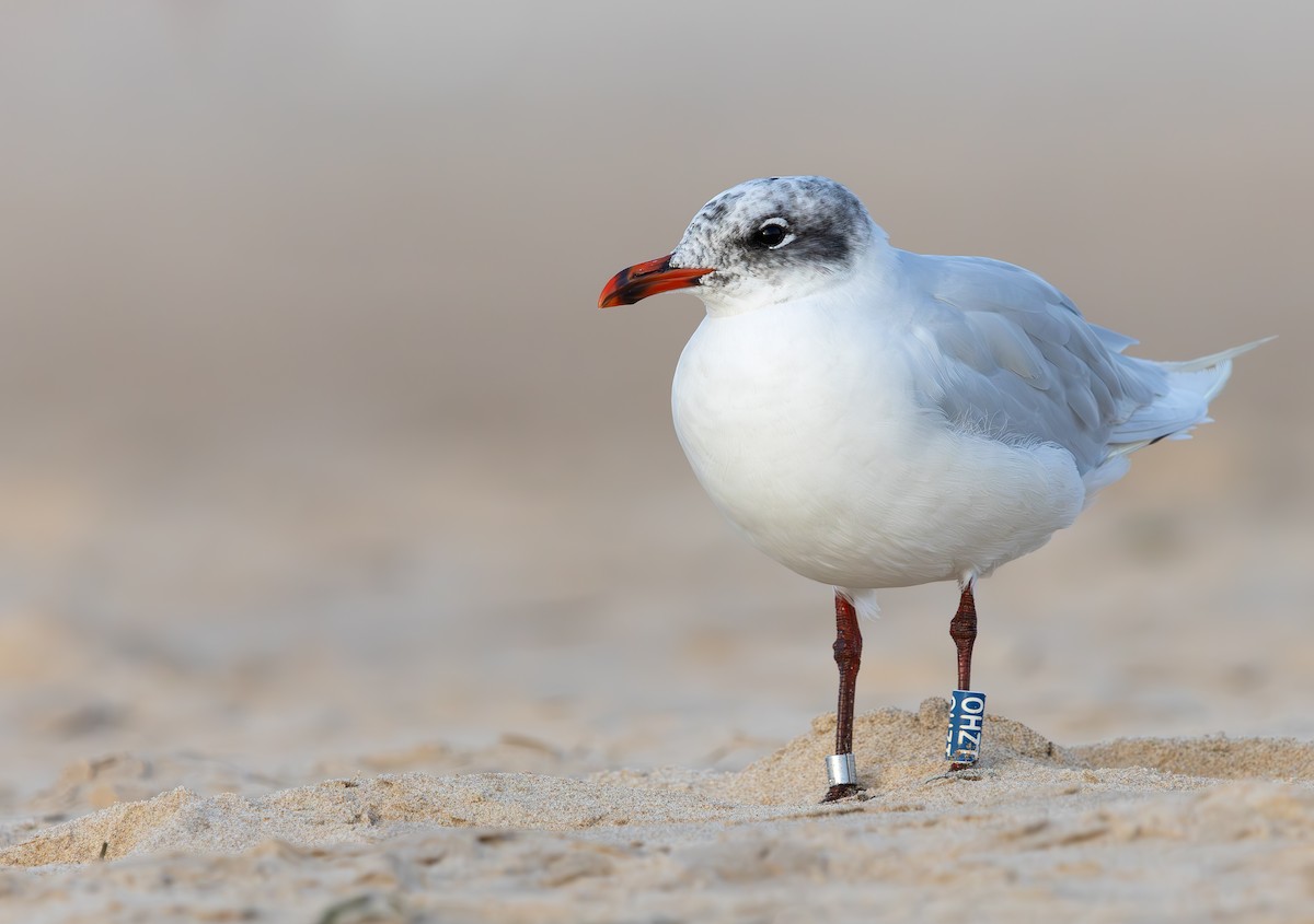 Black-headed/Mediterranean Gull - ML646390612