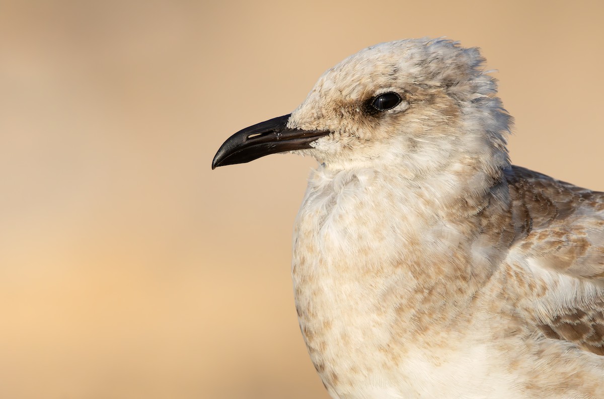 Black-headed/Mediterranean Gull - ML646390613