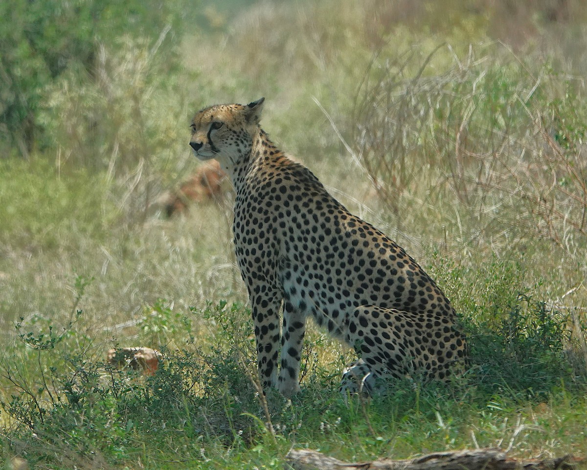 Animaux - ML646390614