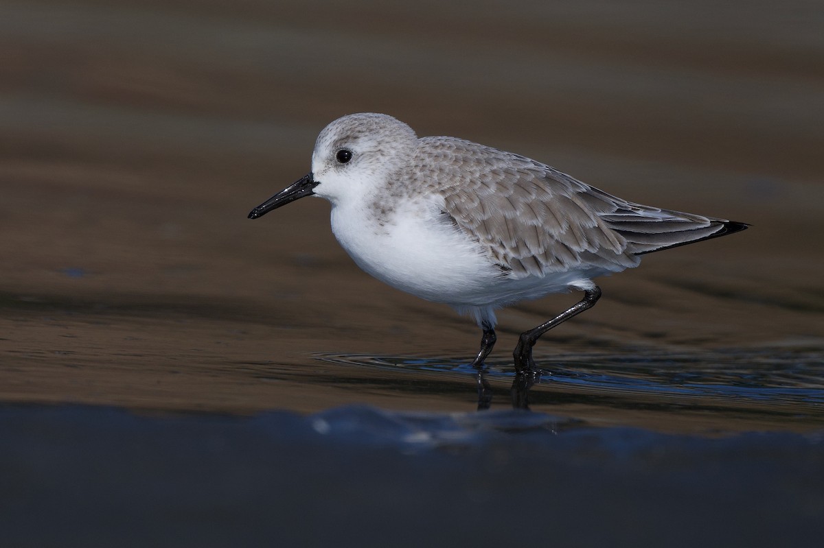 Sanderling - ML646390615