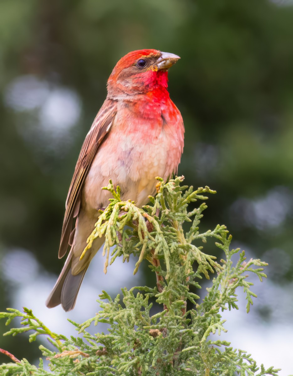 Roselin cramoisi - ML646390616