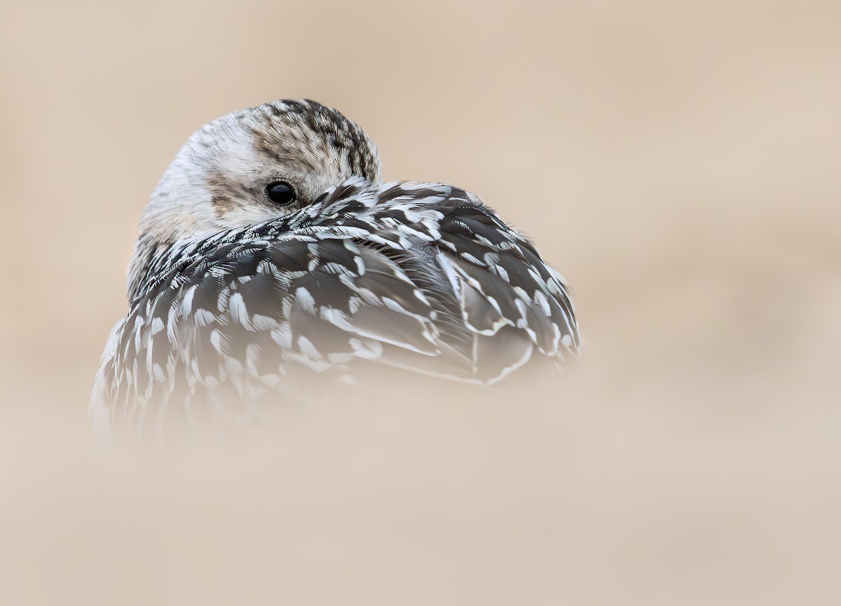 Bécasseau sanderling - ML646390620