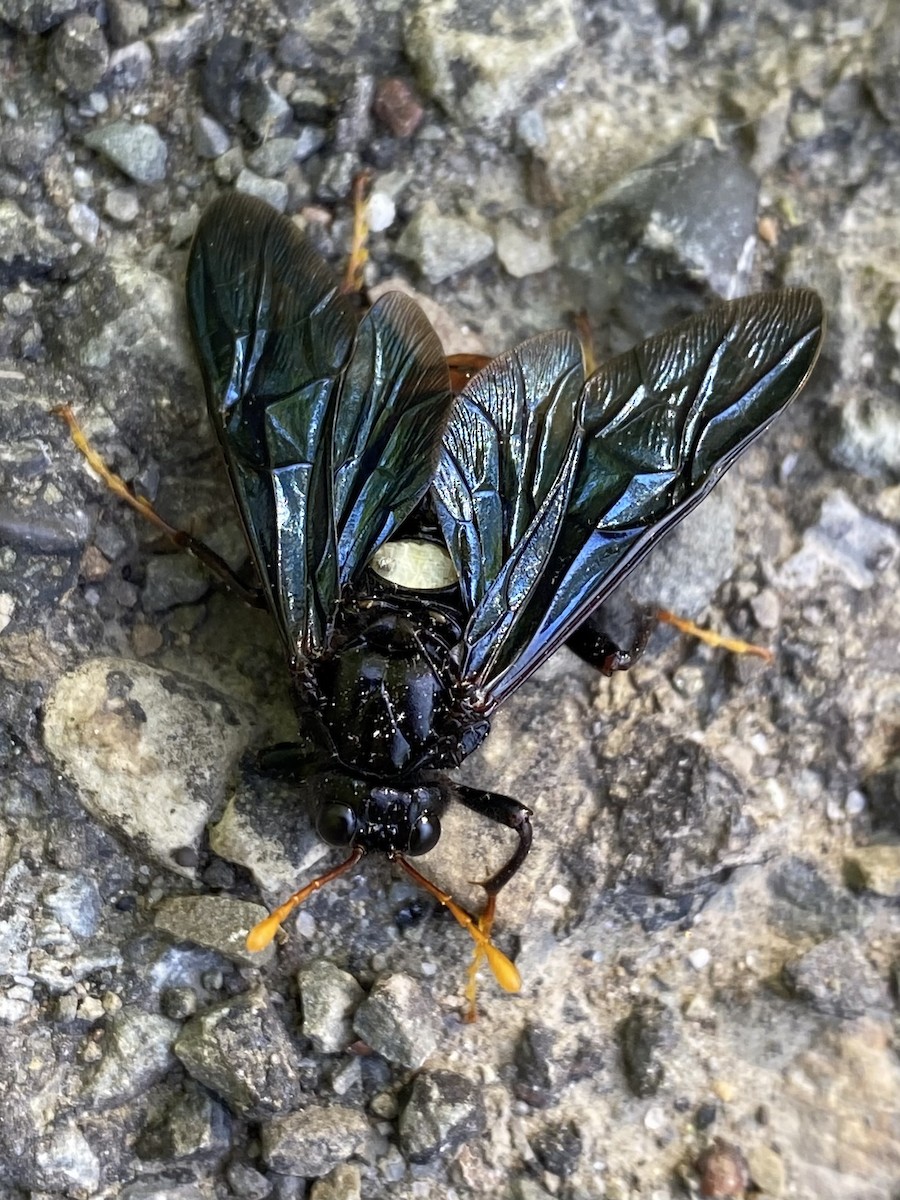 Tentrède de l'orme - ML646390621