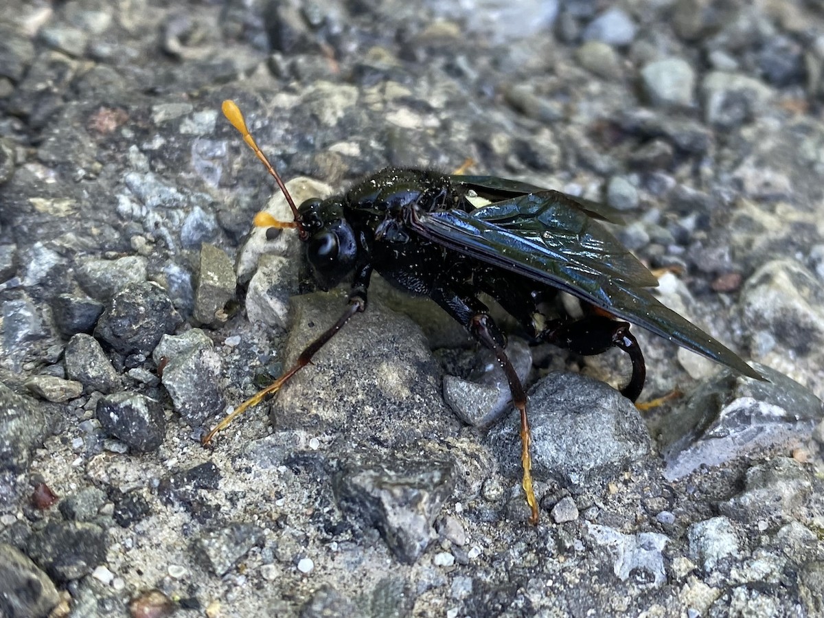 Tentrède de l'orme - ML646390622