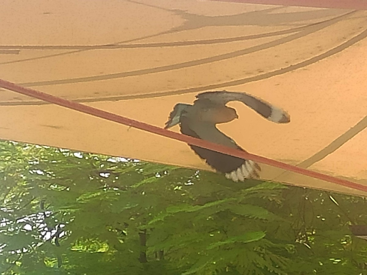 Rollier indien - ML646390623