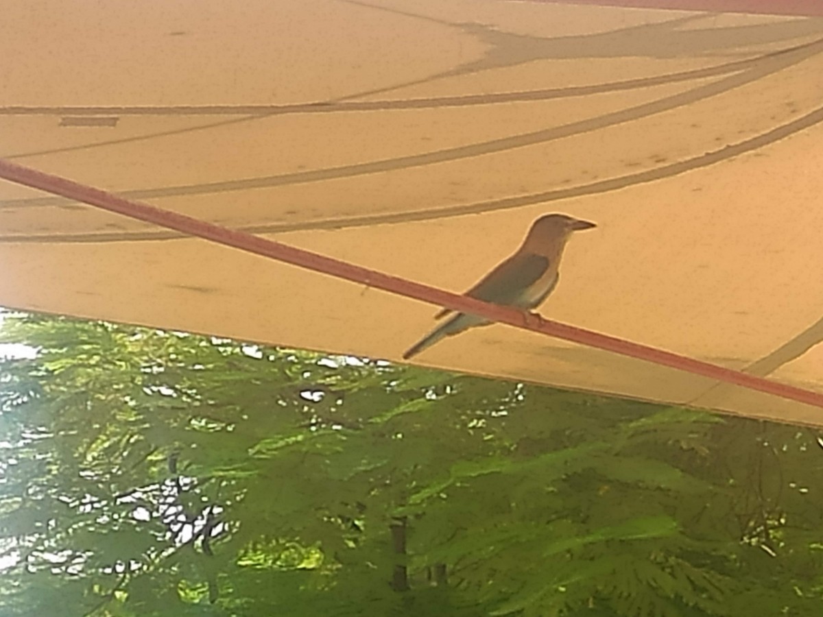 Rollier indien - ML646390624