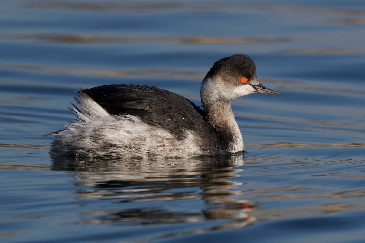 Grèbe à cou noir - ML646390625