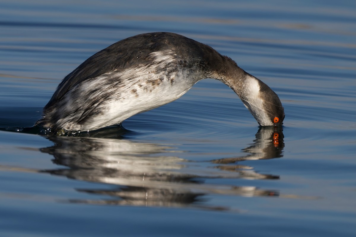 Grèbe à cou noir - ML646390626