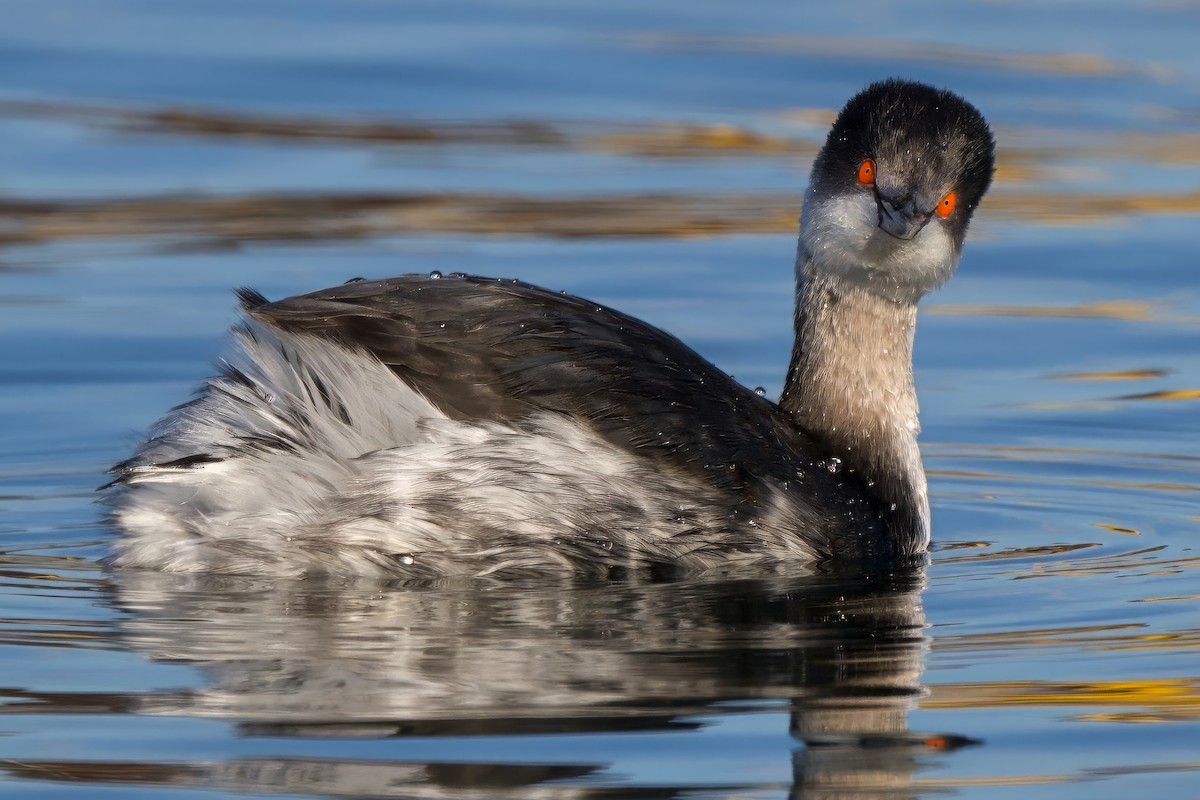 Grèbe à cou noir - ML646390627