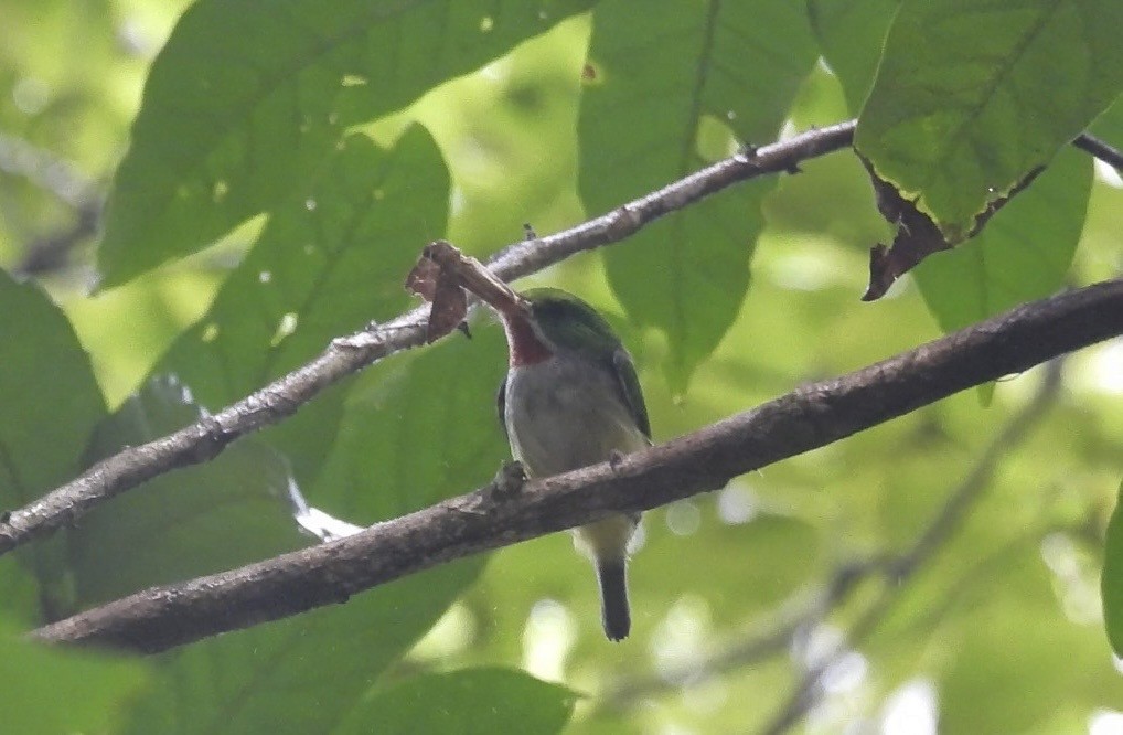 Todier de Porto Rico - ML646390628