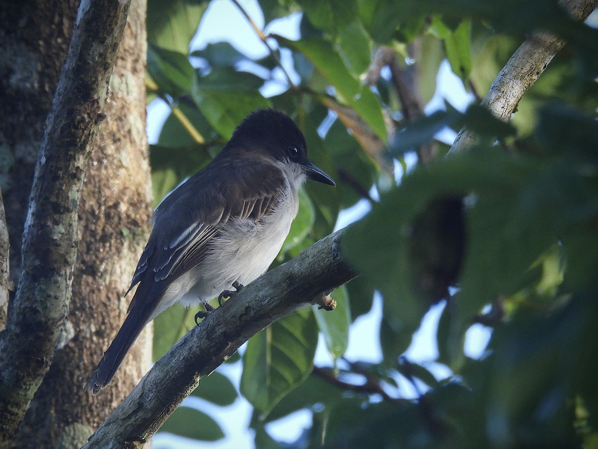 Tyran tête-police - ML646390630