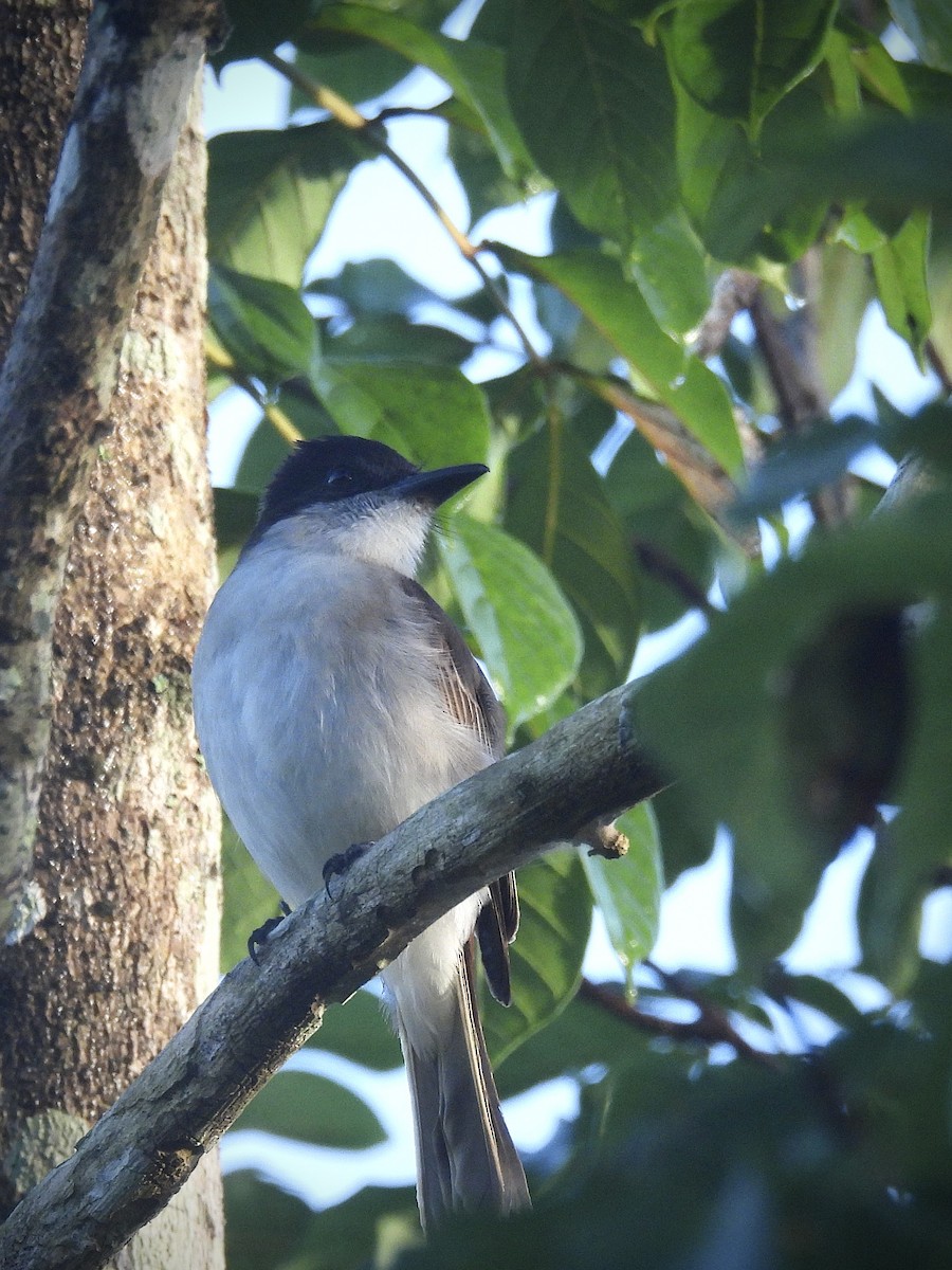 Tyran tête-police - ML646390631