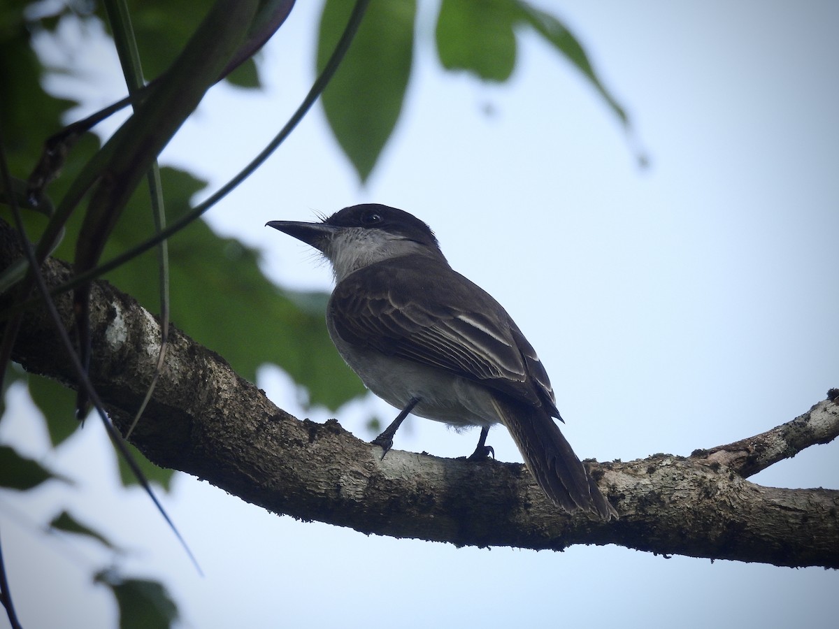 Tyran tête-police - ML646390632