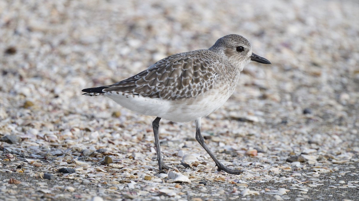 Pluvier argenté - ML646390633