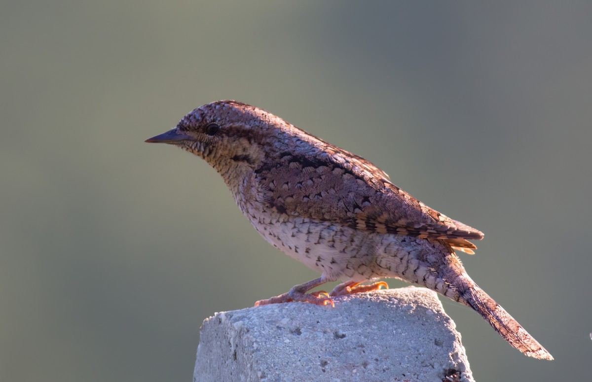 Eurasian Wryneck - ML646390634