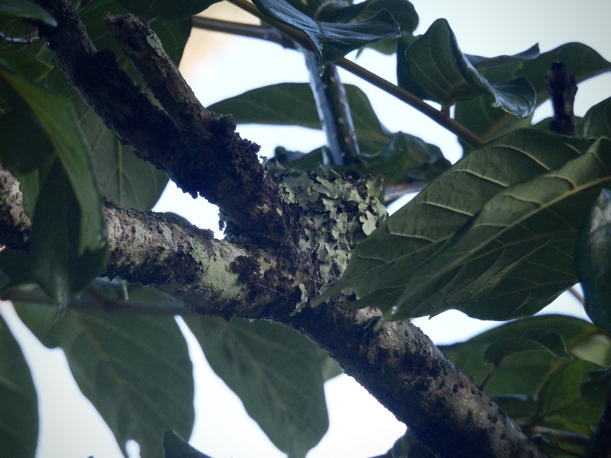 Green Mango - ML646390635